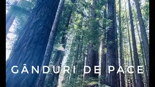 G&acirc;nduri de pace - Adrian Cost [Lyric Music Video]