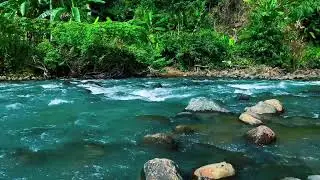 Blue River, Green Jungle &ndash; Pure Nature Ambience for Emotional Balance & Calm