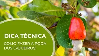 Dica técnica: como fazer a poda dos CAJUEIROS