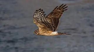 잿빛개구리매(F) 정찰비행 : A female  northern harrier flying over  reed forest in search of food. #1