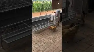 Modern Desi Poultry Setup 🐓 || #shorts #shortsvideo