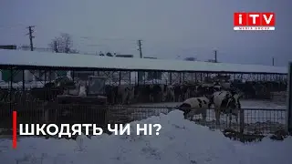 На Рівненщині волонтери жаліються на фермера, який у мороз тримає на вулиці корів| ITV media group