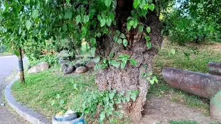 Its a Miracle this Ancient Mulberry (Morus alba) survived the Underpass Construction in Sofia