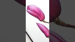 How to #paint #watercolor #Magnolia #flower #TUTORIAL in #YouTube #memberships