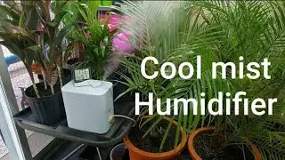 Plant's/Cool mist humidifier
