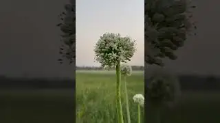 Flower of onion || Allium cepa