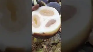 #Nungu# || #ice apple#
