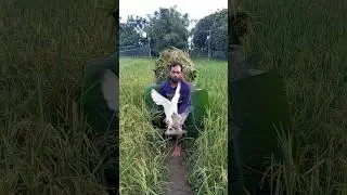 🌾🦩🦩🦩🍆🥀Dengue outbreaks are more common in the flocks of pheasants