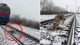 Dog protects injured dog stuck on train tracks; Best man catches friend&rsquo;s cheating wife- Compilation