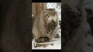 Poor cat feeling cold #shorts #ytshorts #cat