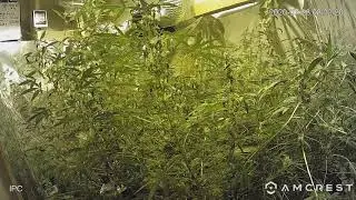 Ellz GrowCam Time Lapse Day 89