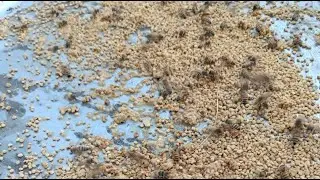 The ant is a type of insect that collects different flower nectar into a bag that no other animal ។