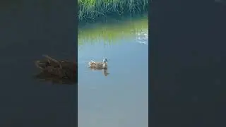 Duck in Tidal River