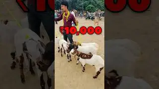 Top Quality Tota Pari Bakra 😍 Raniganj Bakra Mandi #bakramandi #bakraeid2025 #bakraeidspecial
