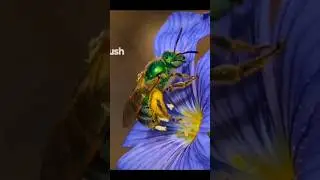 How Climate Change Is Affecting Bees & Butterflies They Are Unable To Adjust 🐝🥵🦋 #bees #biodiversity