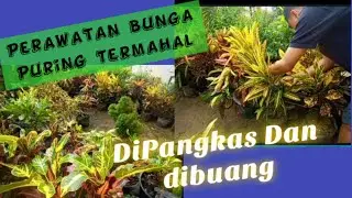 Lakukan Cara Ini Agar Bunga Puring Tumbuh Subur