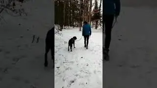 Labbi Mix