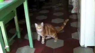 Ciro Gatto da riporto