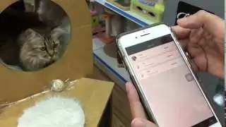 Pet Tracker (Trace Your Lost Pet)