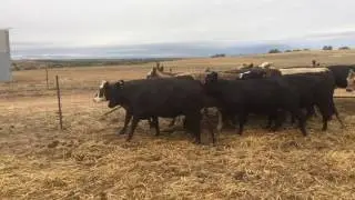 Angus/Murry Grey baldy cows PTIC