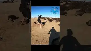 Rescuers Jump From Boat To Save Seals.