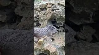 in the rock hole there is this animal #videoshort #nature