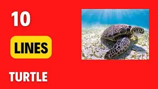 10 lines Essay  on Turtle