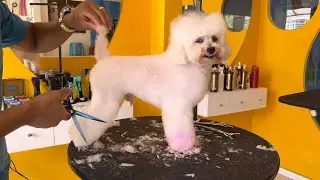 TOSA COMERCIAL EM POODLE |  AMILTON MARQUES    #groomers