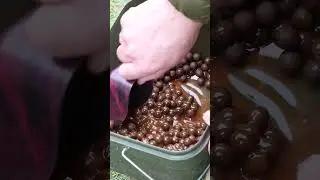 CARP FISHING BAIT &ndash; &ldquo;WHAT LIQUID SHOULD I USE WITH THE BUG?&rdquo; 🐛 #dnabaits #carpfishing #shorts