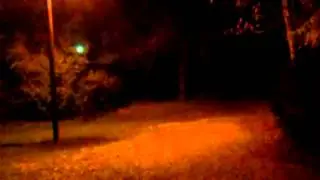Creatures in the woods after dark.