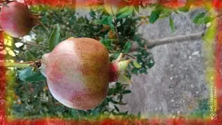 Beautiful nature in December 2020