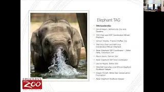 Conservation Chat with Members of the AZA Elephant TAG