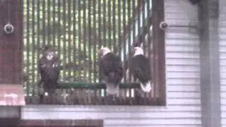 Learning about Eagle Rehabilitation