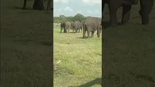 #elephant #safaritrip 😄😃