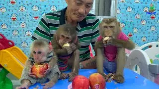 Monkey baby is so cute, let's enjoy apple