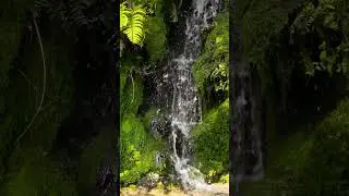 Nature Vibes. #shorts #nature #waterfall #stillwaters