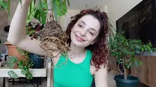 İLK VLOG 🤩 📷 // SOHBETLİ BİTKİ BAKIM 🌿🌱//KEDILERLE BİTKİ BAKMAK 😺🐈