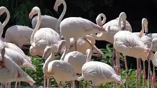 VDMD Real Estate - Harmony Villas Voiceover
