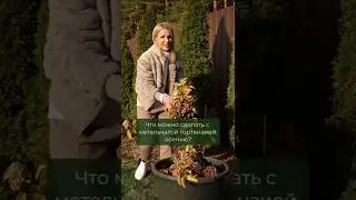 Гортензия метельчатая: Что НЕЛЬЗЯ ДЕЛАТЬ осенью?