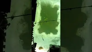 Spearing Tip - Northern Pike - Wild Dakota