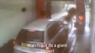 Giant spider attacks car in carwash