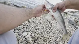 Little Sauger BIG hooksets - Fishing Manitoba