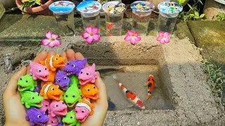Unboxing Ikan Cupang Hias, Ikan Koki, Ikan Lele, Ikan Hias, Belut, Ikan Guppy, Lobster Besar, Koi