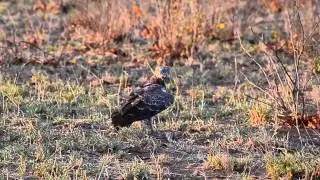Marshall Eagle eating and flying away with monitor lizard.