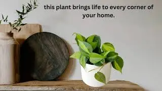 The Plantmaniacs Philodendron brasil Plant video
