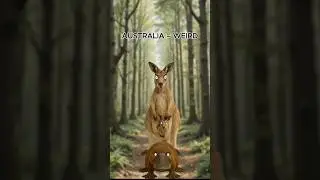 Why Are Australian Animals So Weird ?...