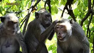 very surprising! another female monkey jealous of monkey Acheb wife taking care of husband