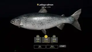 RF4 - Trophy Ladoga Salmon - 14,927kg