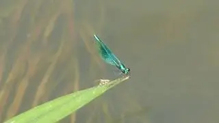 Blue Demoiselles - Calopteryx virgo - Bl&aacute; Glermey - Meyjarflugur - Vatnaskord&yacute;r