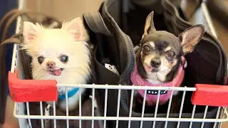 Tiny Chihuahuas Go Shopping 🛍️ Maya Finds Her Perfrect Harness And Corn At The Market 